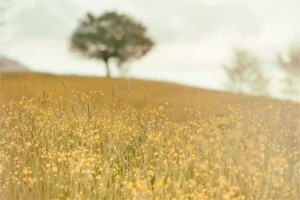 yellow field